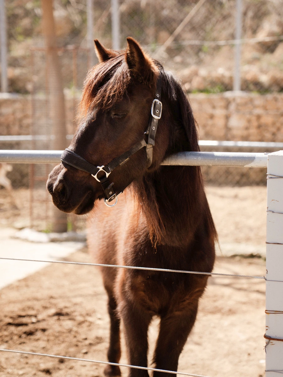 hyades resort pony
