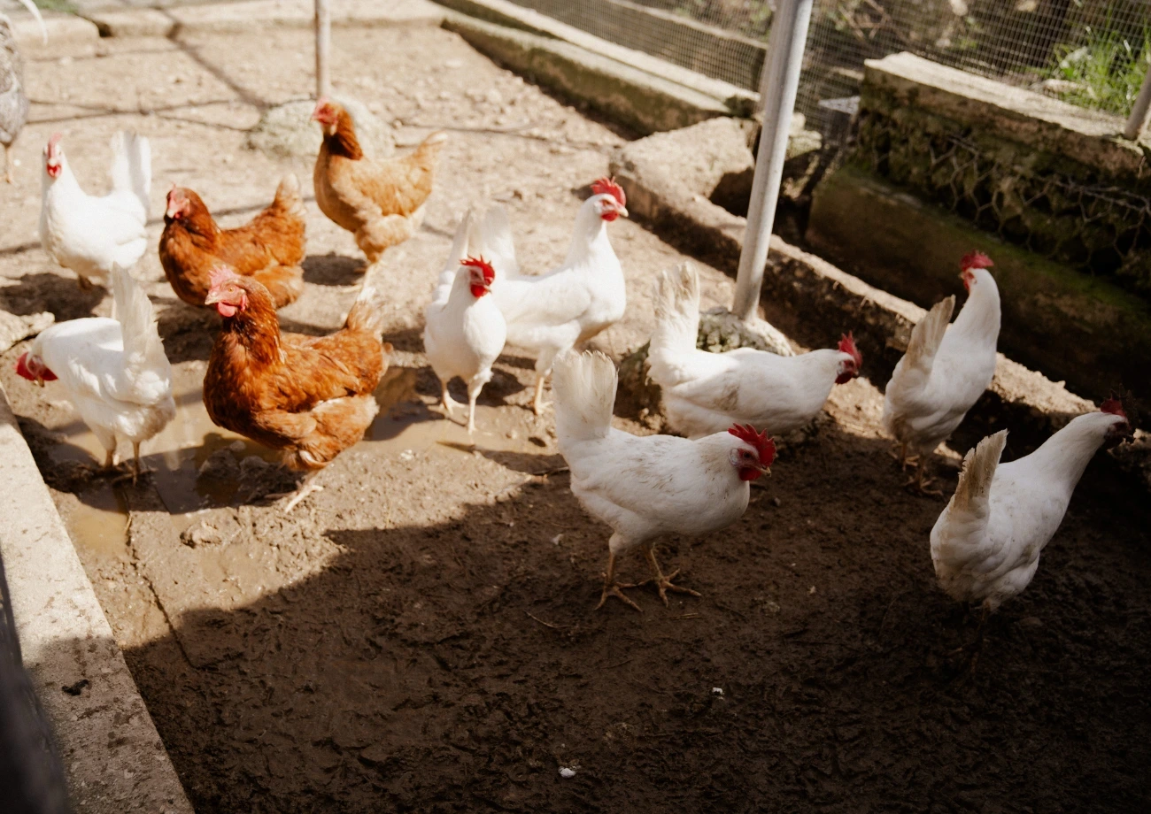 hyades resort farm and chickens
